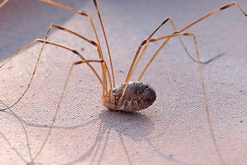 Opilio canestrinii da Molini di Triora